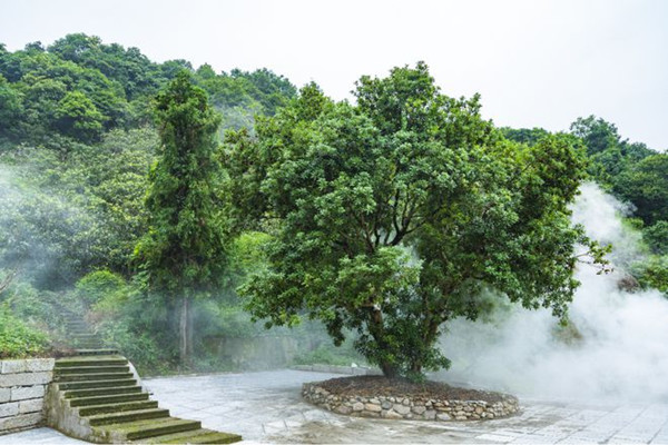 东魁杨梅